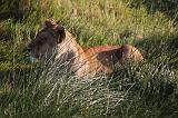 TANZANIA - Serengeti National Park - Leoni Lions - 14